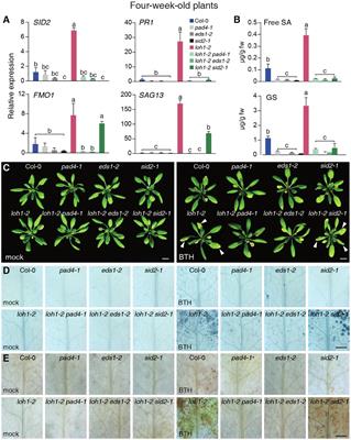 The Two Classes of Ceramide Synthases Play Different Roles in Plant Immunity and Cell Death